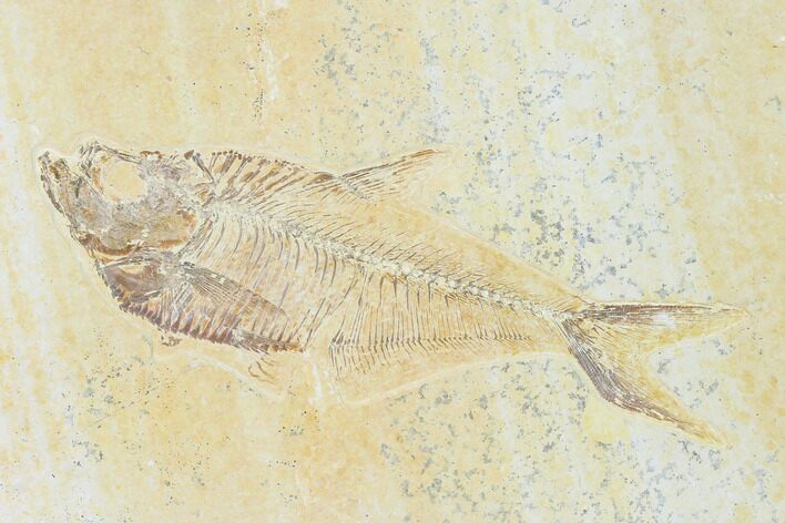 Fossil Fish (Diplomystus) - Green River Formation #149821